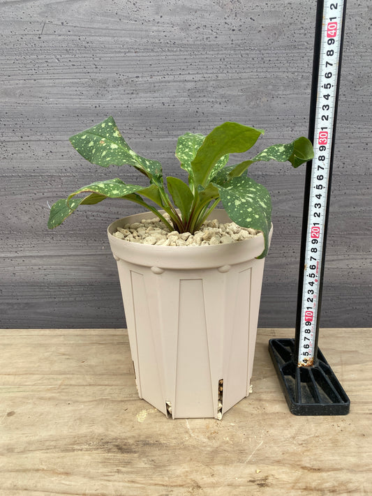 mon-b8l3m様売約★プルモナリア ピンクブルー 6号スリット鉢/オリジナル色