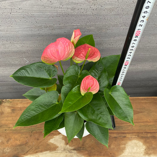 市場仕入れ即売会 No.25049 アンスリウム 7号底面給水鉢 白