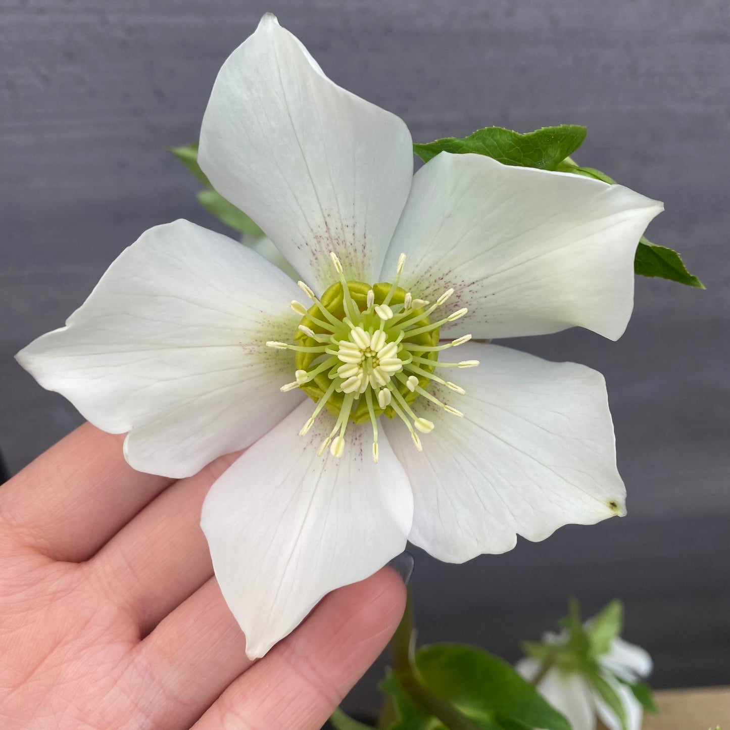 No.09038 クリスマスローズ シングル大輪 白 4号苗ポット