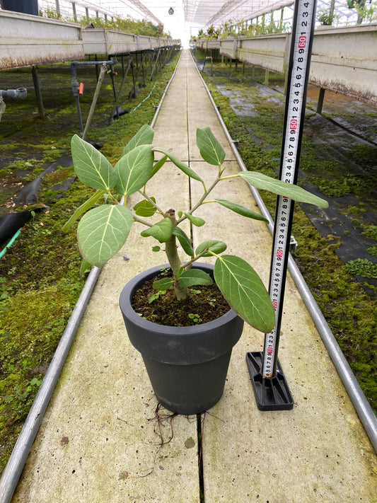 農場創業祭 No.26112 フィカス ベンガレンシス 7号おすすめ黒ポット