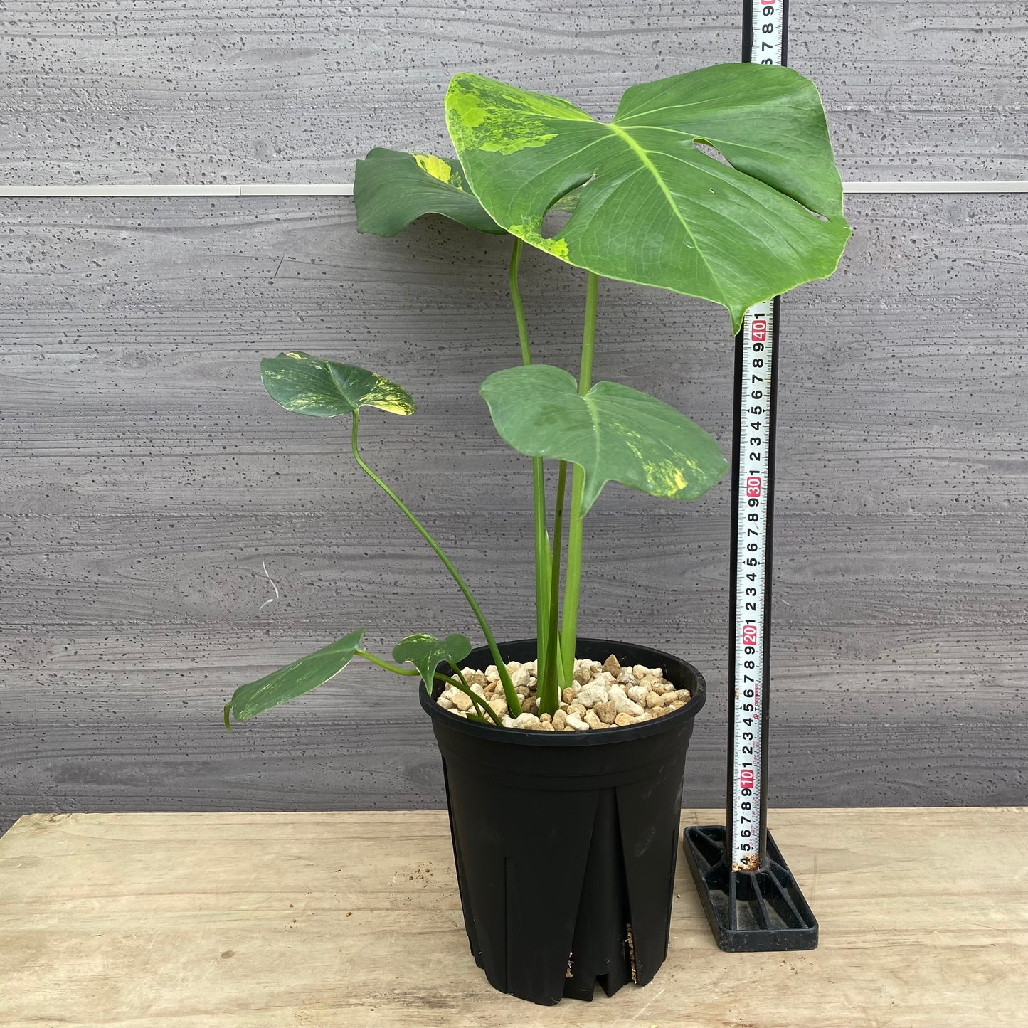 モンステラ イエローマリリン No.4 黒ポット