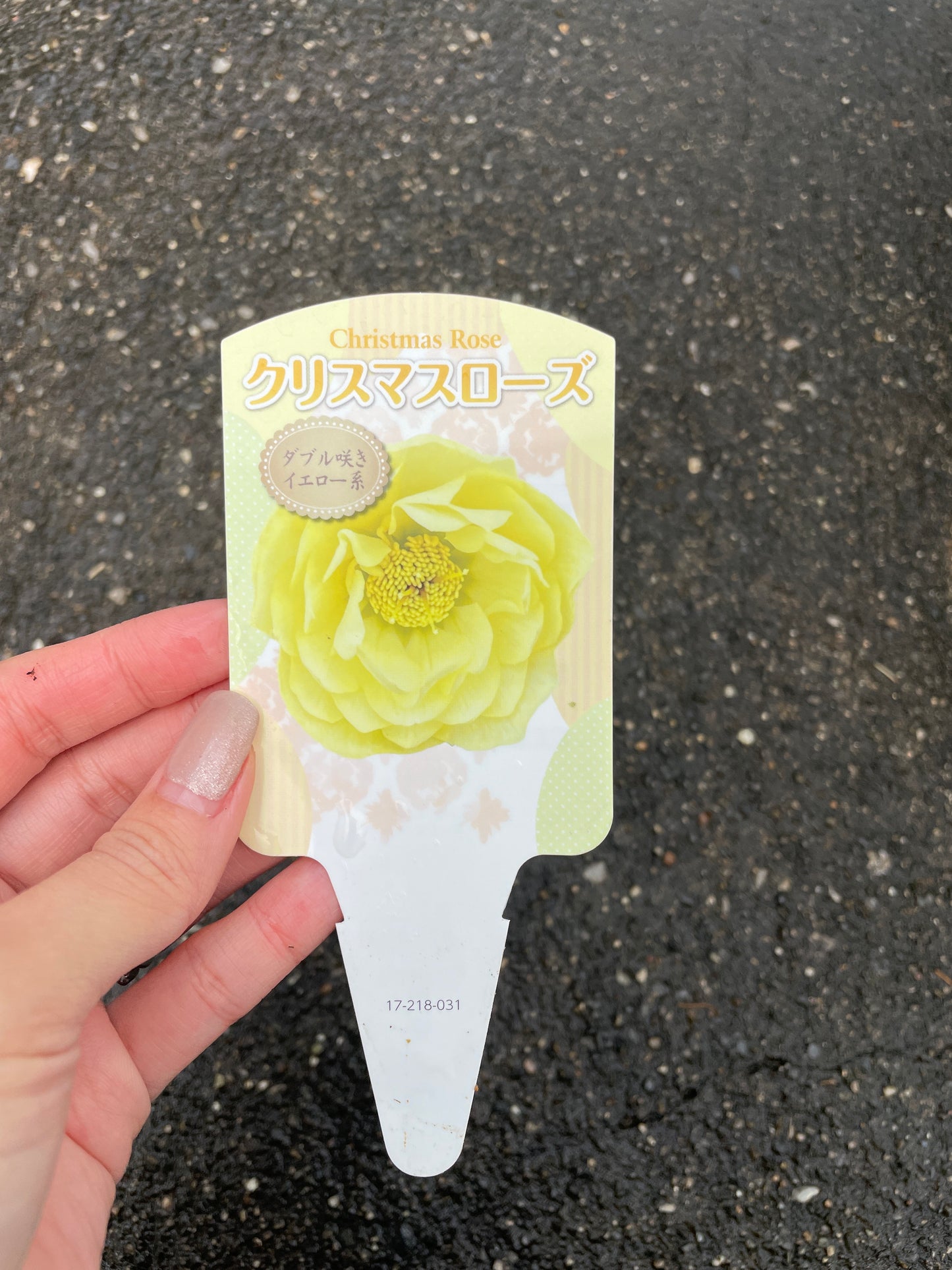 M22 クリスマスローズ ダブル咲き イエロー系 5号鉢