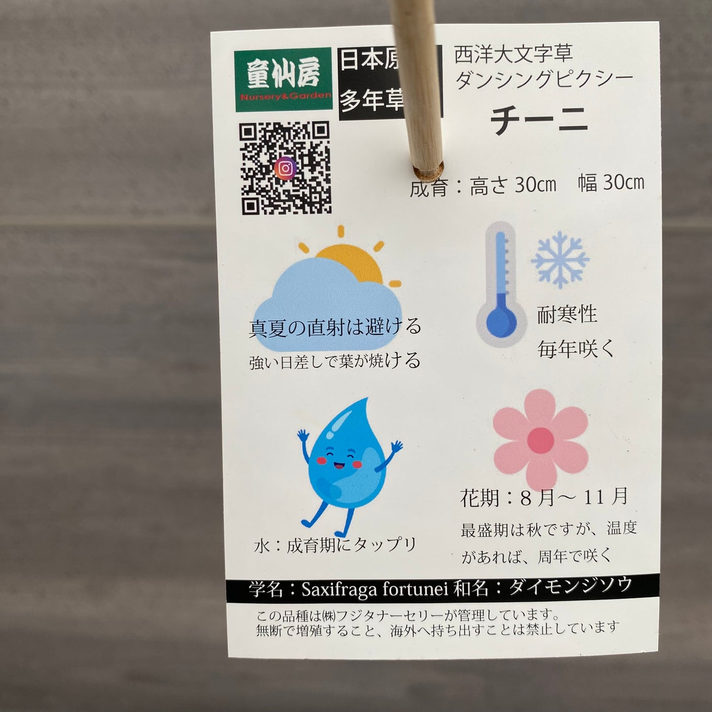 No.14012 西洋大文字草 チーニ 4.5号鉢