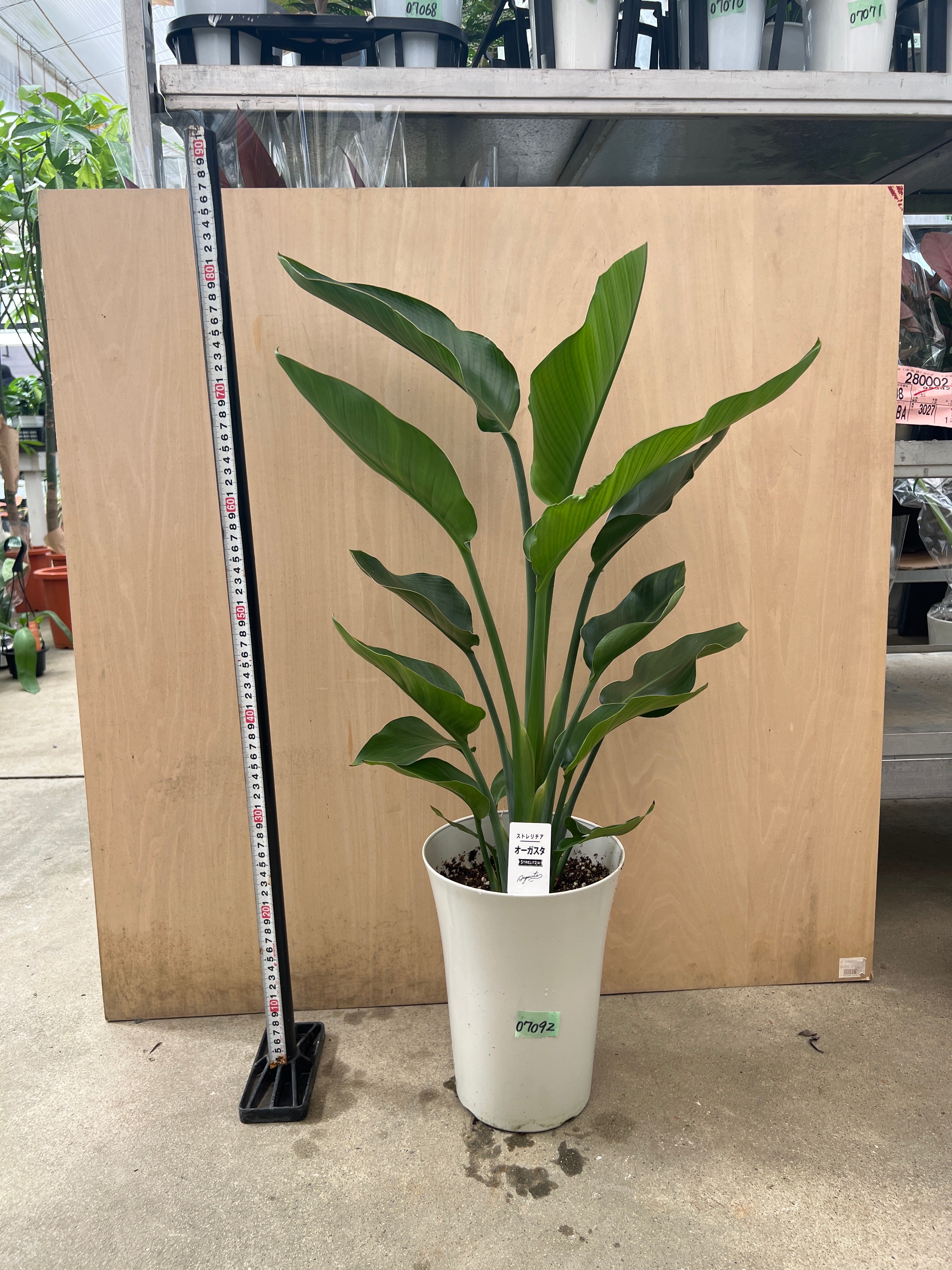 No.07092 ストレリチア オーガスタ 7号鉢 – 植物家族