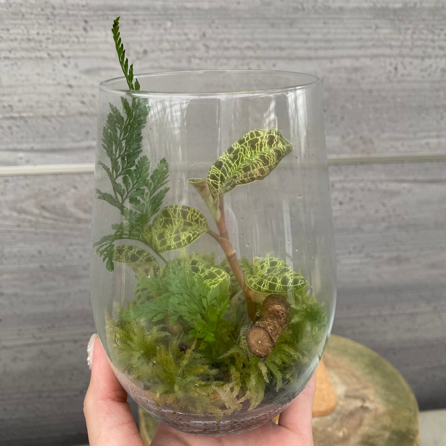 市場仕入れ即売会 No.25051 ジュエルオーキッド テラリウム