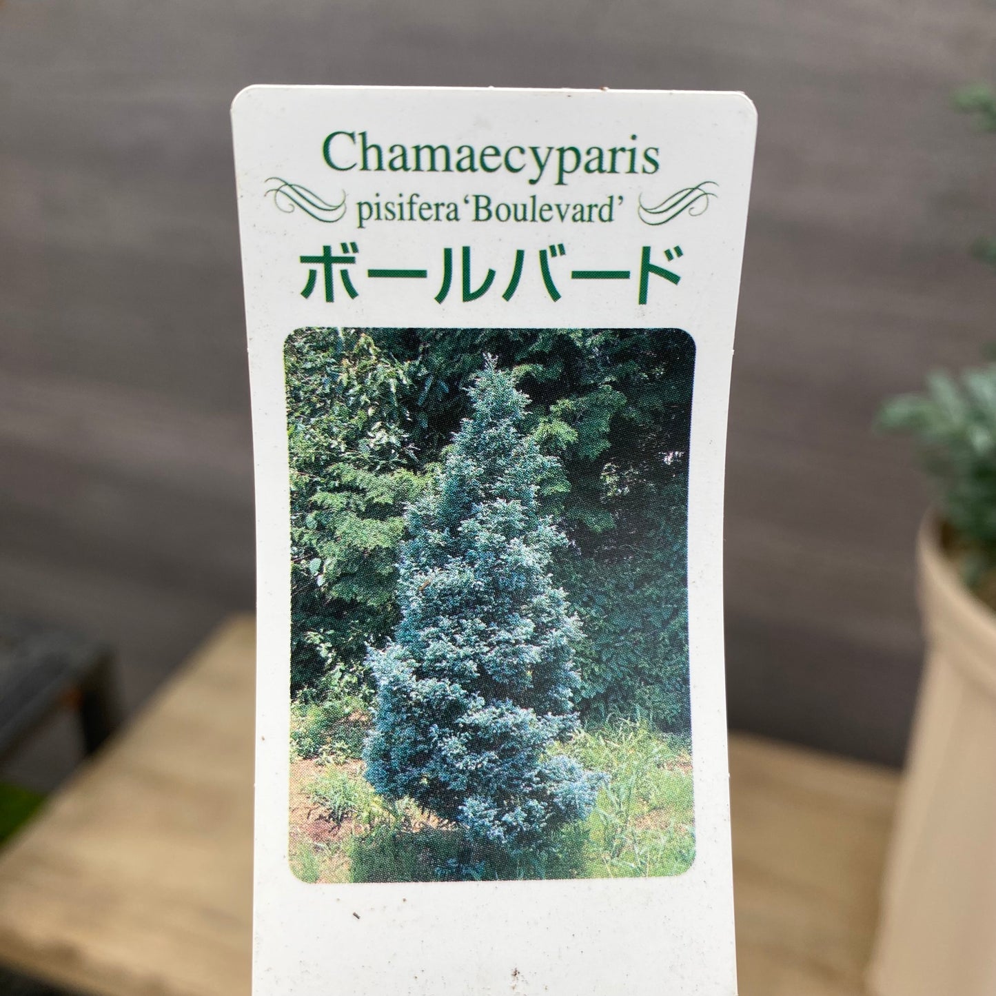 サワラ ボールバード 7号スリット鉢/オリジナル色