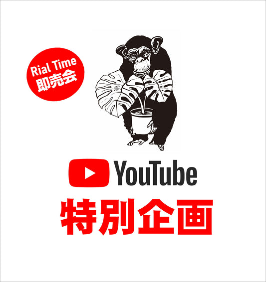 2/23 Rial Time るぅ様売約済み ミメティス