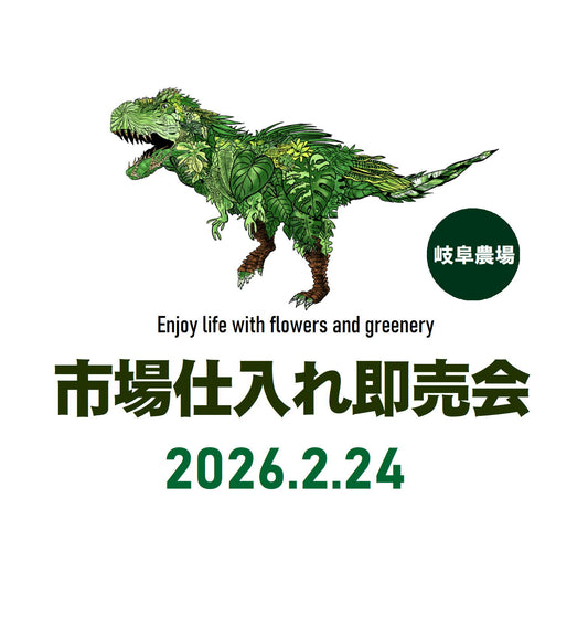 市場仕入れ即売会 No.24001 アロカシア スカルプラム 3号苗ポット