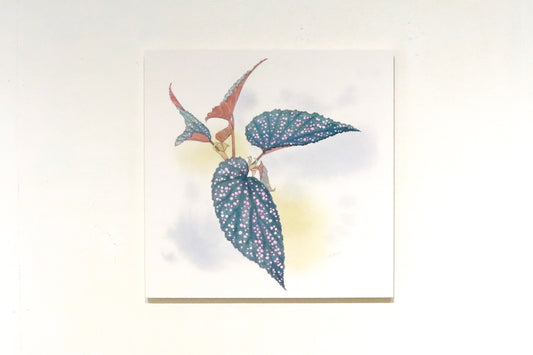 原画★木立性ベゴニア Benigo Bタイプ 20×20cm