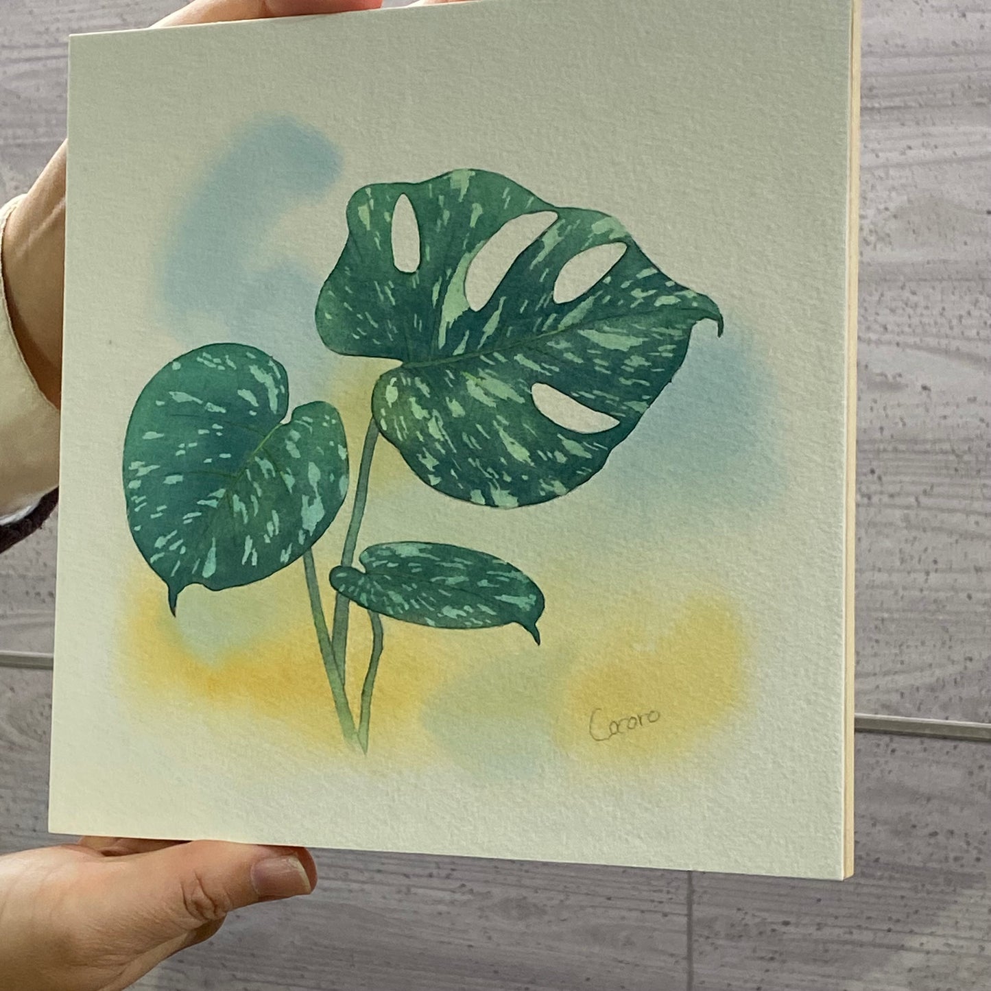 原画★モンステラ タイコンステレーション 20×20cm