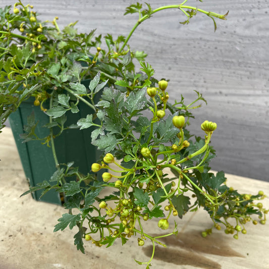 No.27001 クレマチス フレグラントオベロン 4号鉢