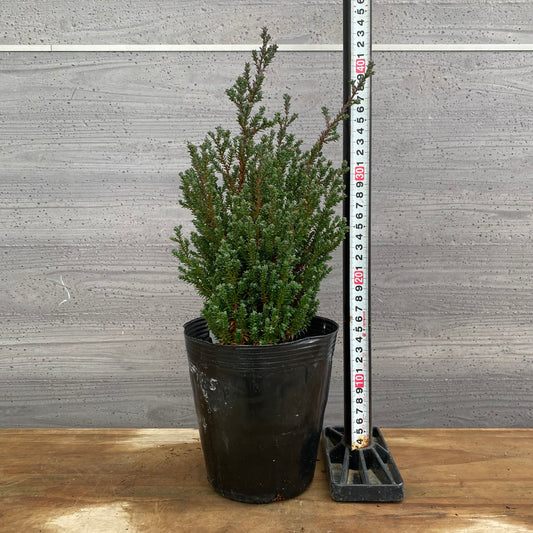 市場仕入れ即売会 No.25085 コニファー レッドスター 5号苗ポット