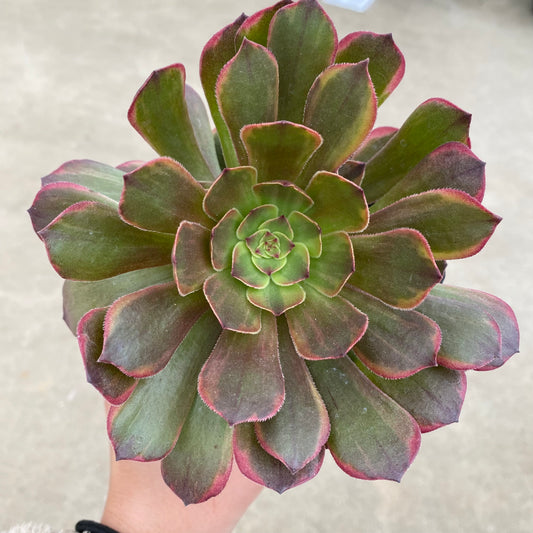 No.17035 アエオニウム アンナニシキ 3.5号苗ポット