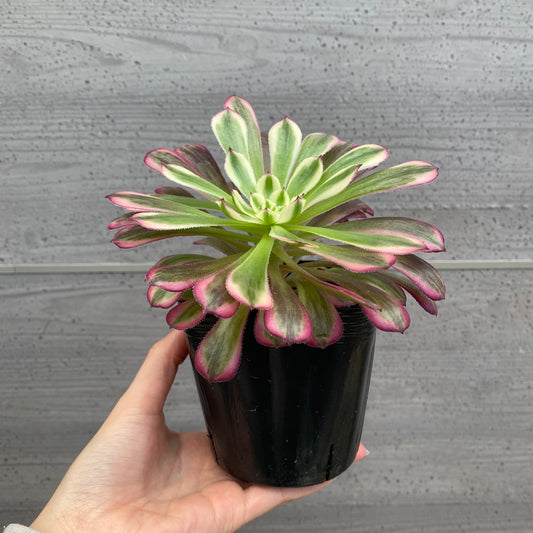 No.08011 アエオニウム ハクゲッコウ 3.5号苗ポット