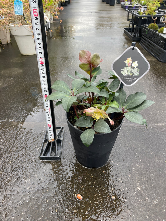 M54 クリスマスローズ マホガニースノー 5号鉢