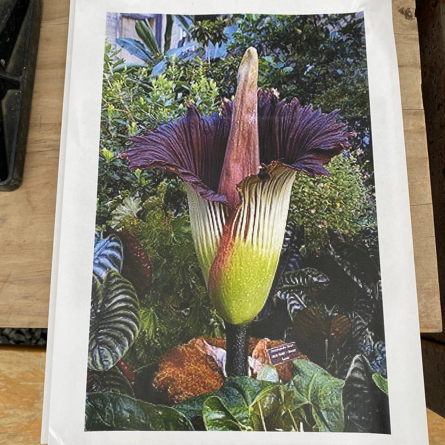urbanjungle商品 アモルフォファルス ティタヌン ショクダイオオコンニャク 3号鉢