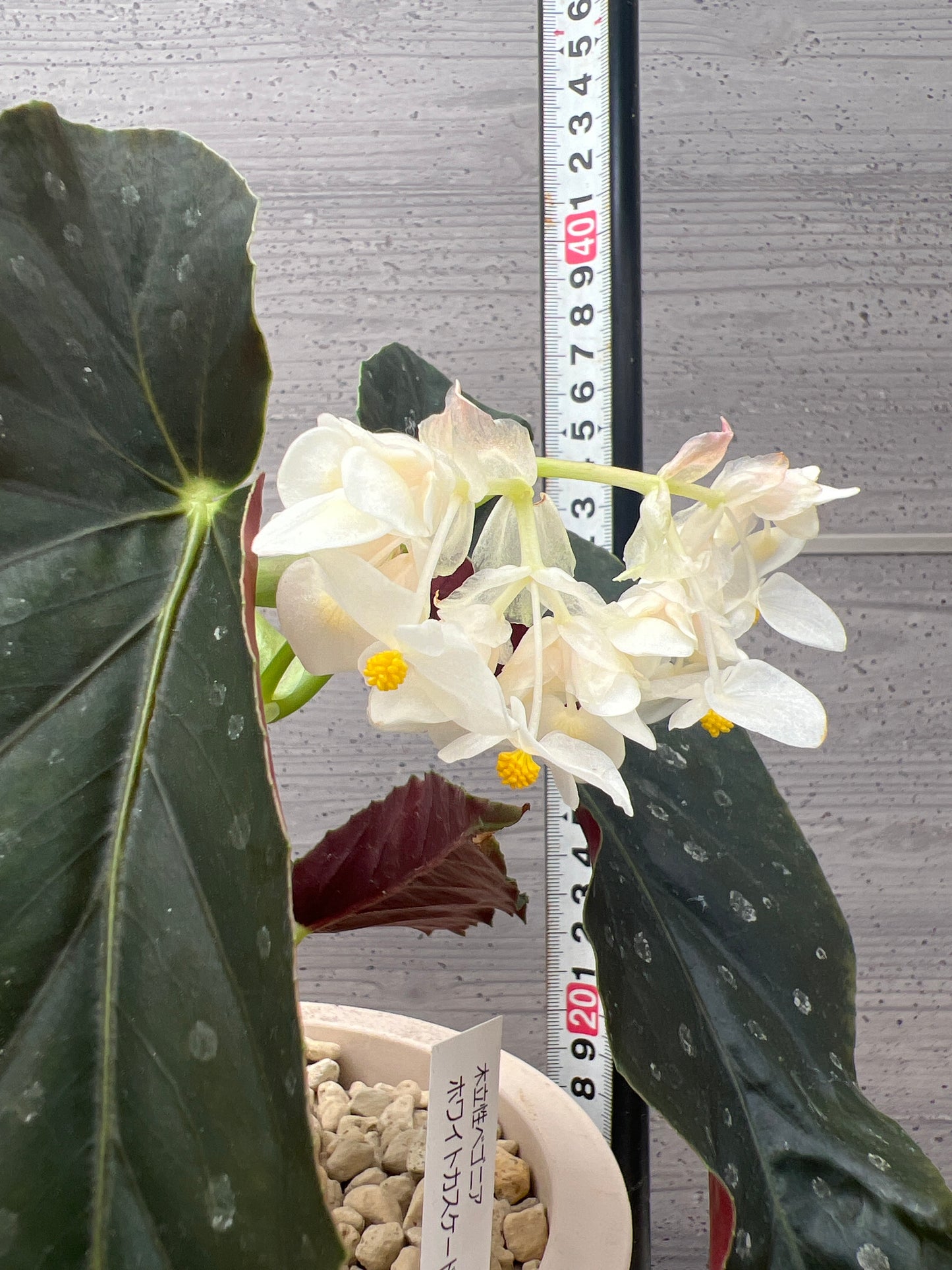 花郷園★木立性ベゴニア ホワイトカスケード 6号ポット植替え済み