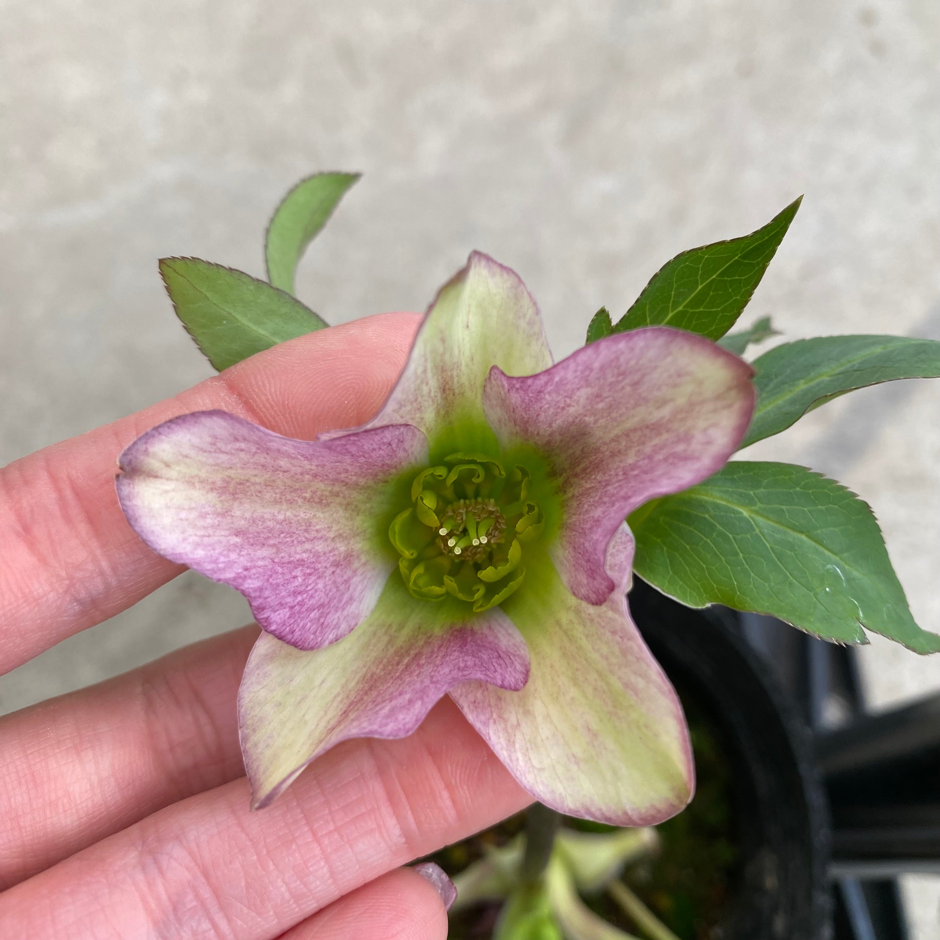 20051 クリスマスローズ シングル咲き 3.5号苗ポット – 植物家族