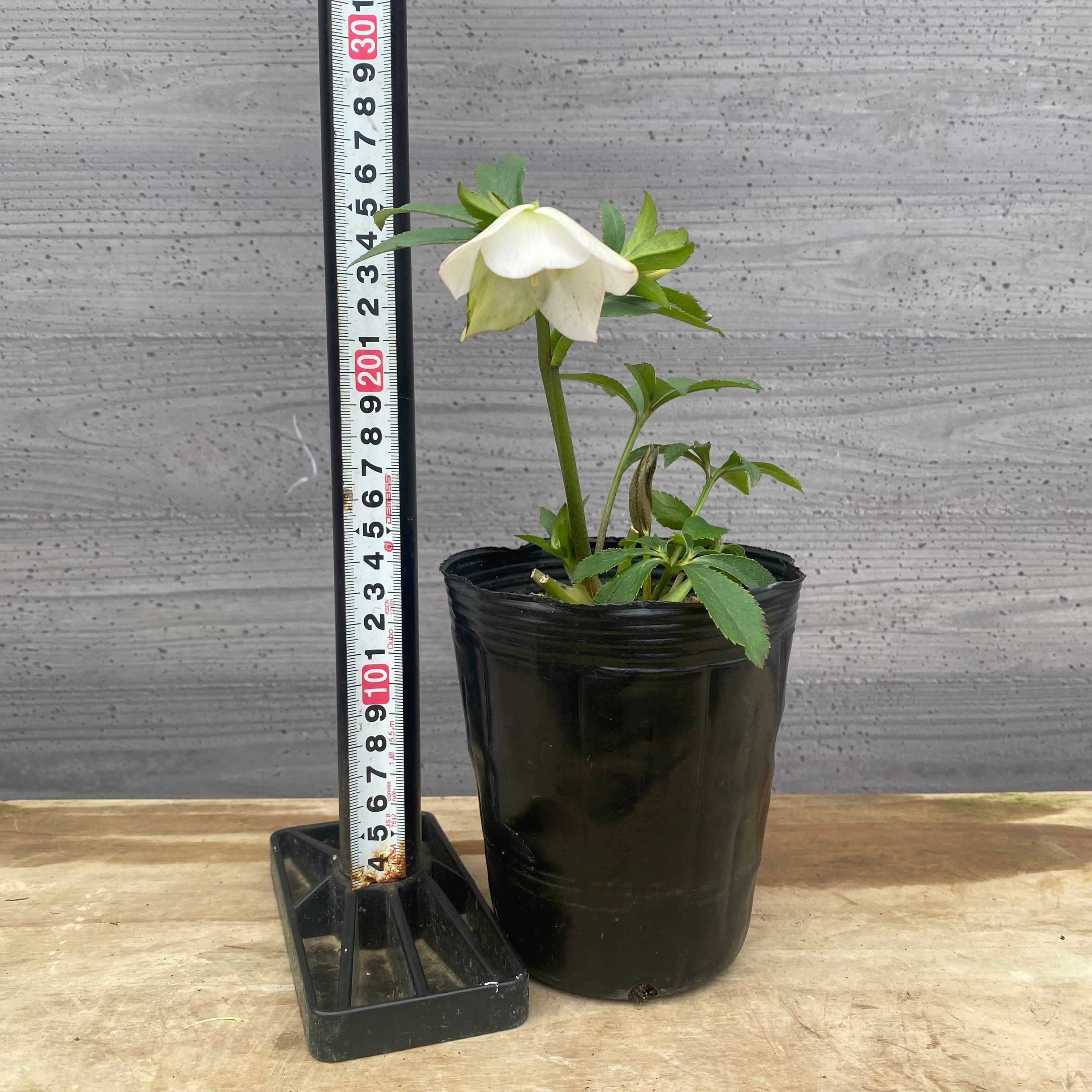 No.09049 クリスマスローズ11 4号苗ポット – 植物家族