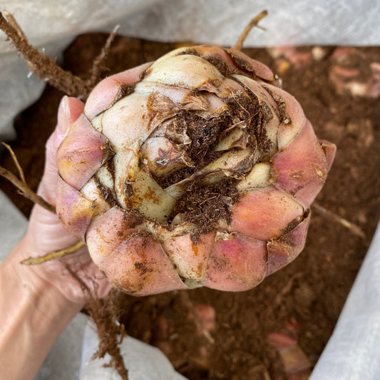 ★大特価SALE No.17049 超特大球(茨城県産) ピンクユリ球根(テーブルダンス) 1球