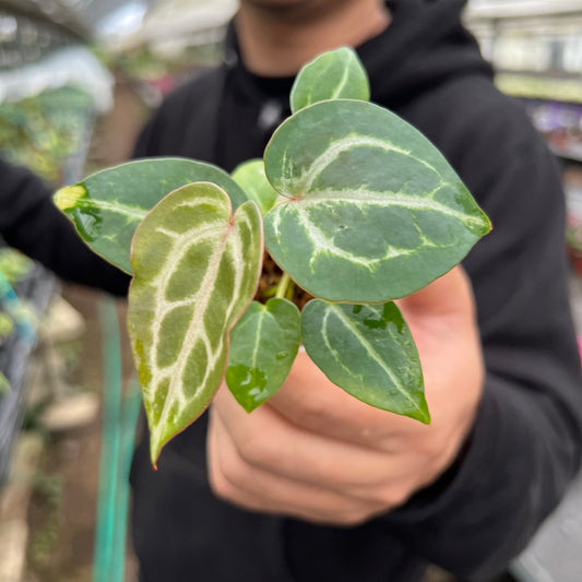 URBAN JUNGLE特集★U29 アンスリウム レッドクリスタリナム ミッシェル×ザラ