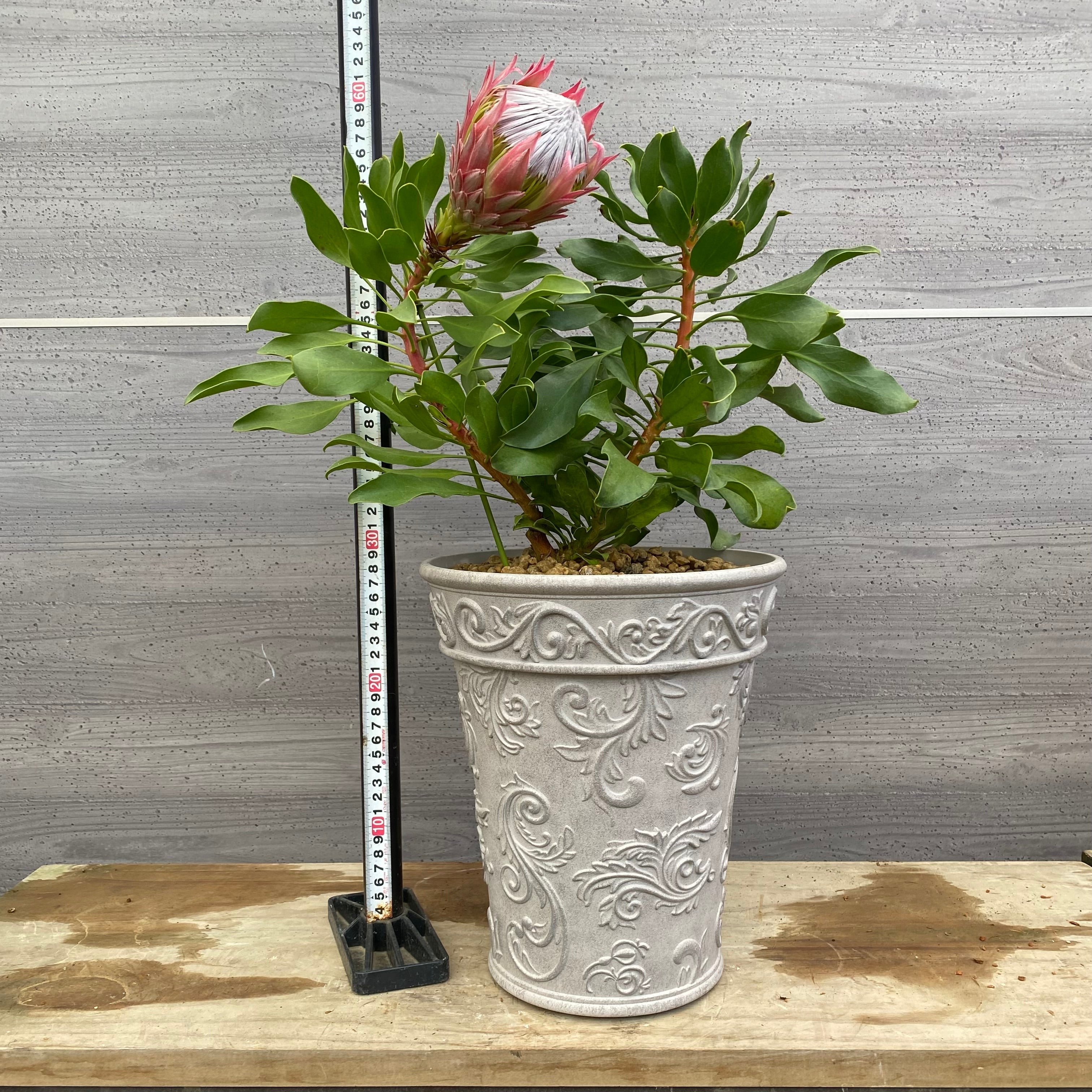 プロテア　オータムプリンス　5号 園芸ネット本店｜プロテア：オータムプリンス 5号鉢植え25-01 の通販