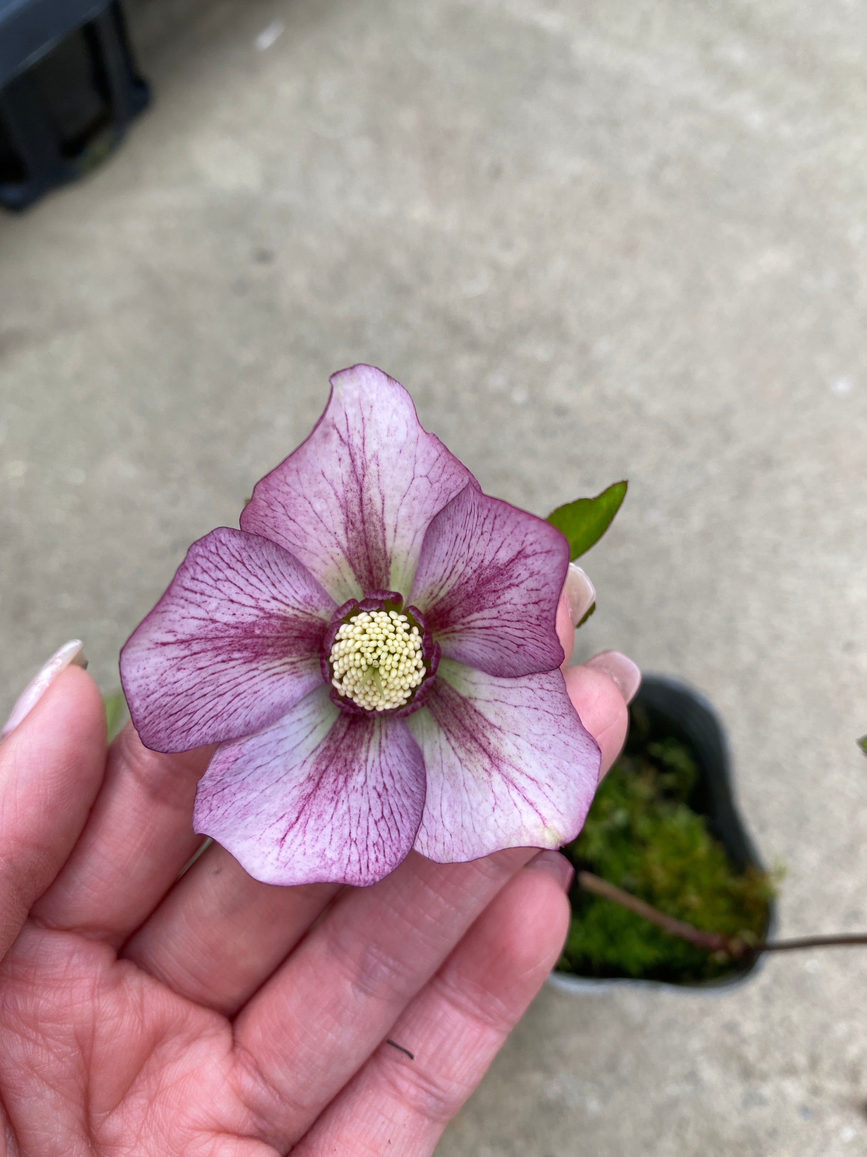 M013 クリスマスローズ シングル 2.5号苗ポット – 植物家族