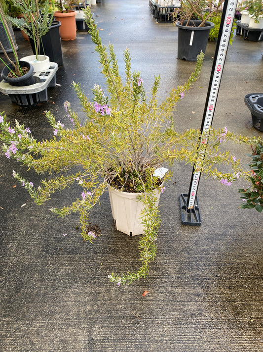 農場創業祭 No.26068 ローズマリー 6号スリット鉢/オリジナル色
