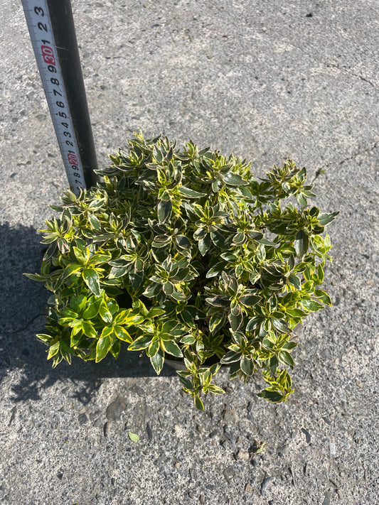 No.06006 岡本緑花 アベリア ラディアンス 5号苗ポット