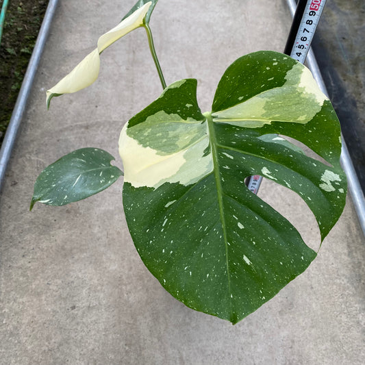 No.18001 モンステラ タイコンステレーション 6号おすすめ白ポット