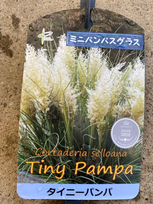 岡本緑花特集 ミニパンパスグラス タイニーパンパ 5号苗ポット