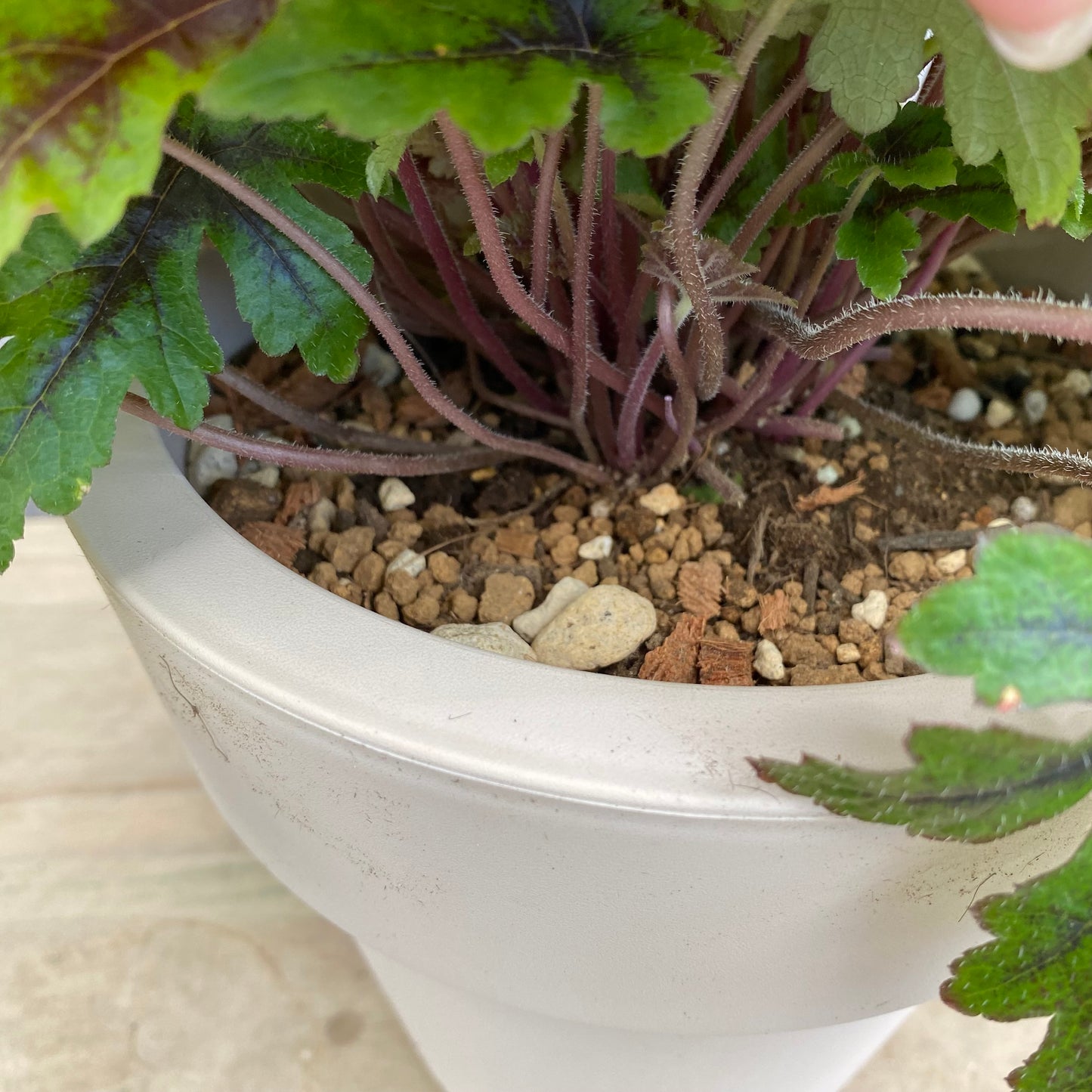 ティアレラ シュガーアンドスパイス 6号オリジナルポット