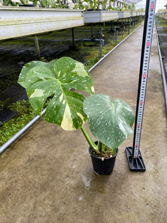 農場創業祭 No.26173 モンステラ タイコンステレーション 3号鉢