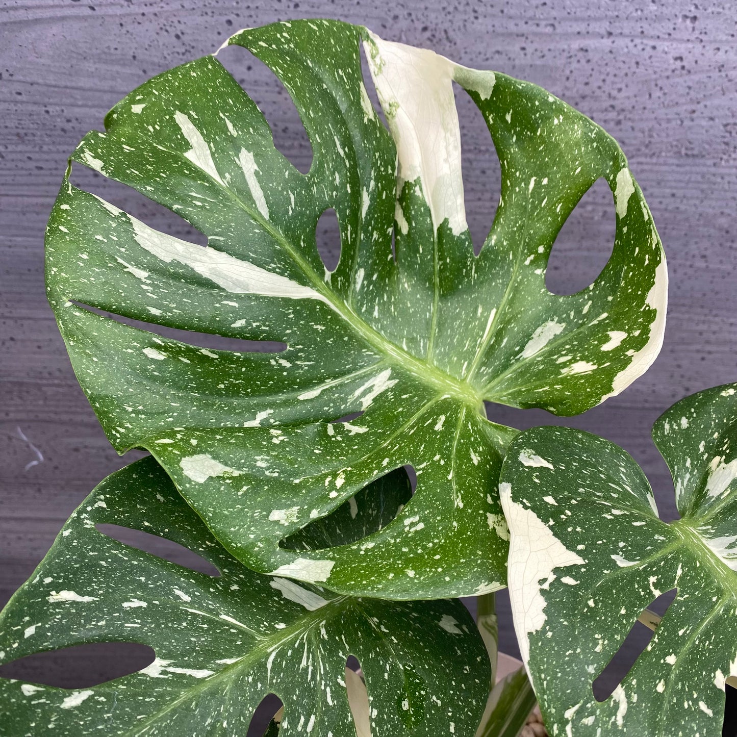 モンステラ 斑入り 5号スリット鉢/オリジナル色