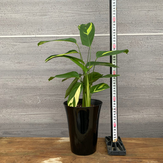 市場仕入れ即売会 No.25040 カラテア ルベルシアーナ 5号鉢