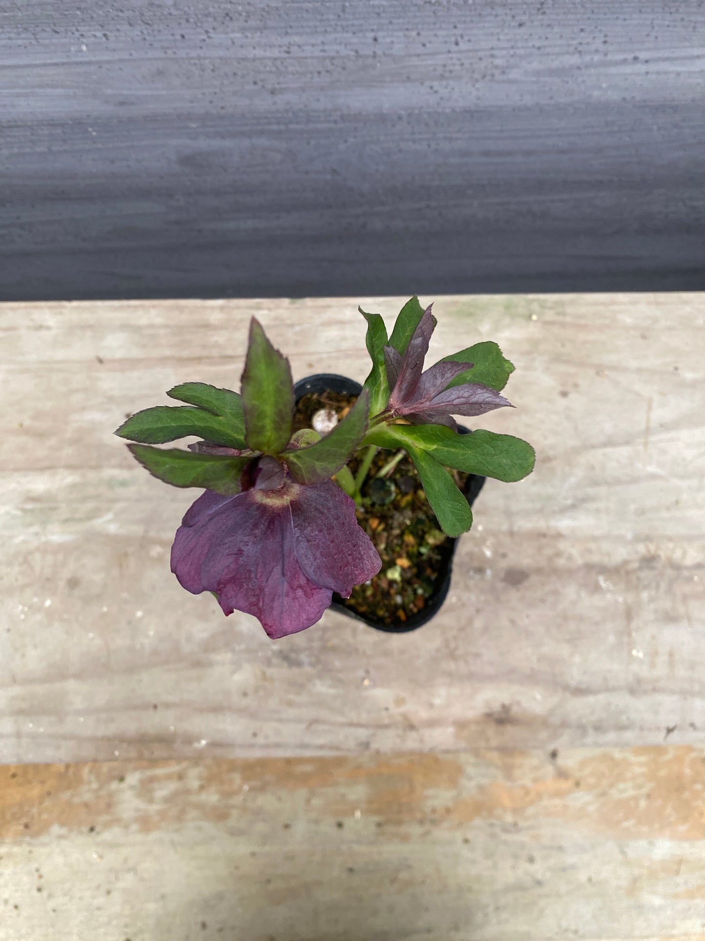 No.05140 横山園芸★クリスマスローズ プリマドレス 5号苗ポット