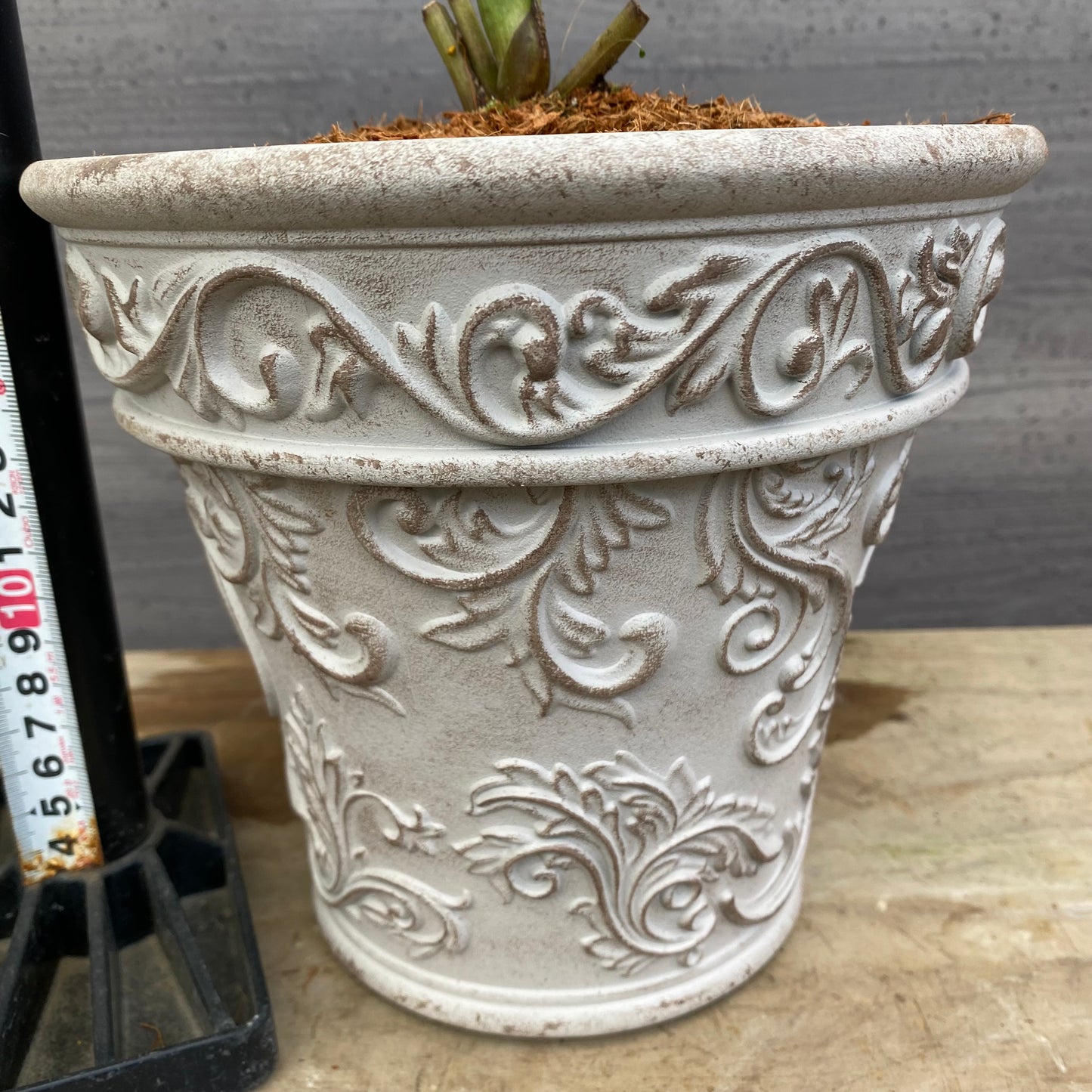 No.12013 クリスマスローズ ホワイトゴールドプラ鉢