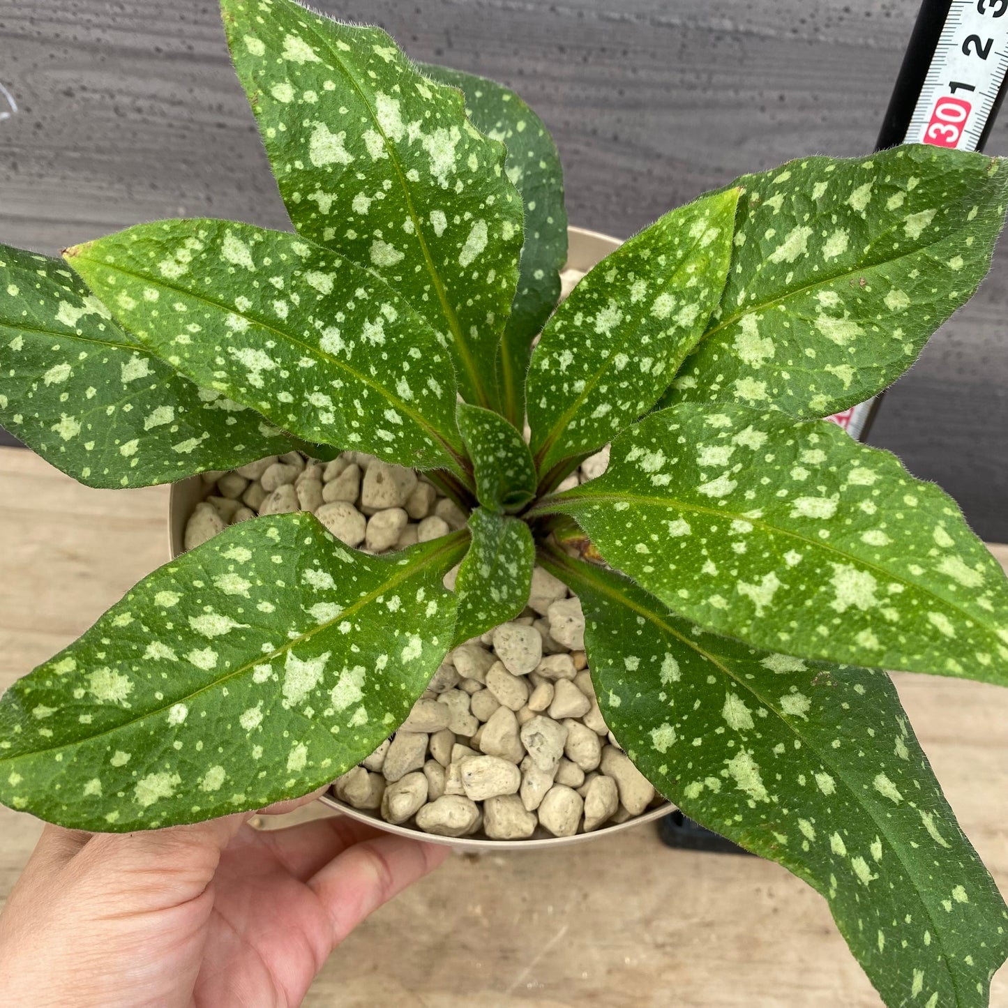 プルモナリア ピンクブルー 6号スリット鉢/オリジナル色