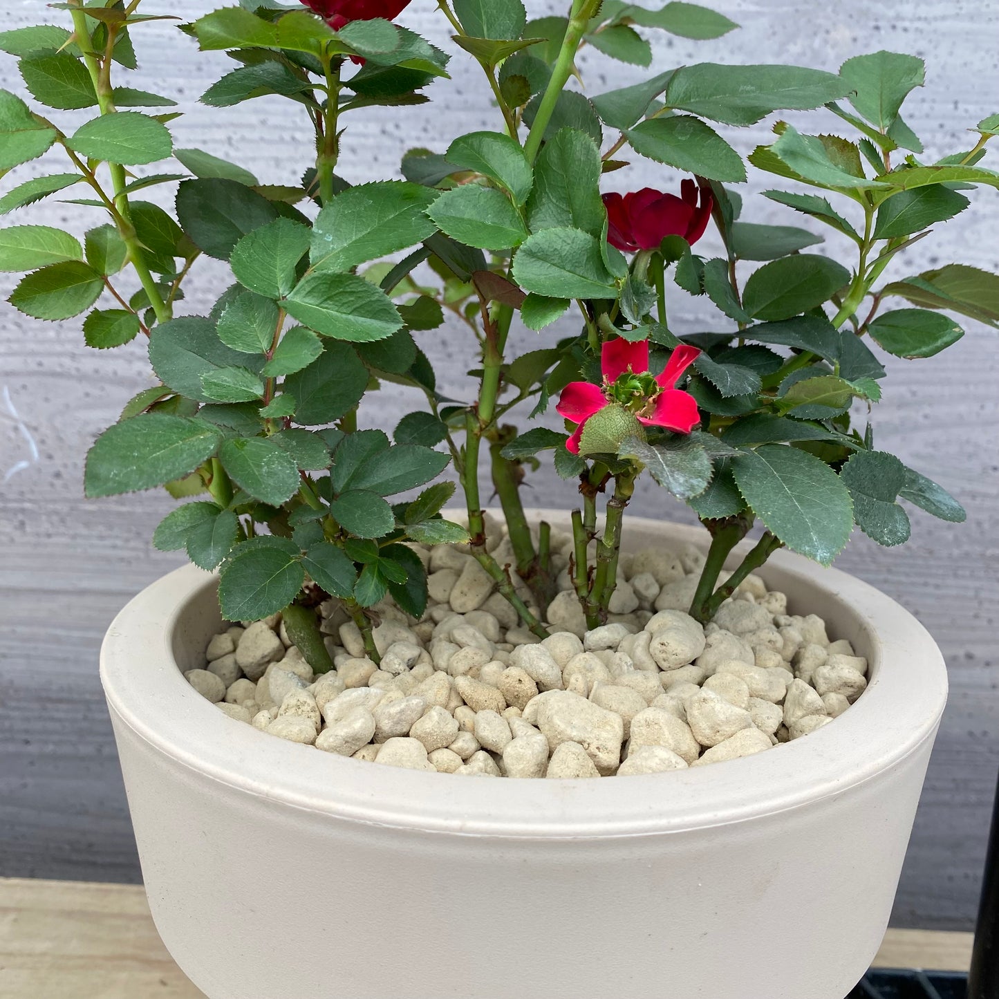 社長植栽★ バラ ゼプティ 6号オリジナルベージュポット