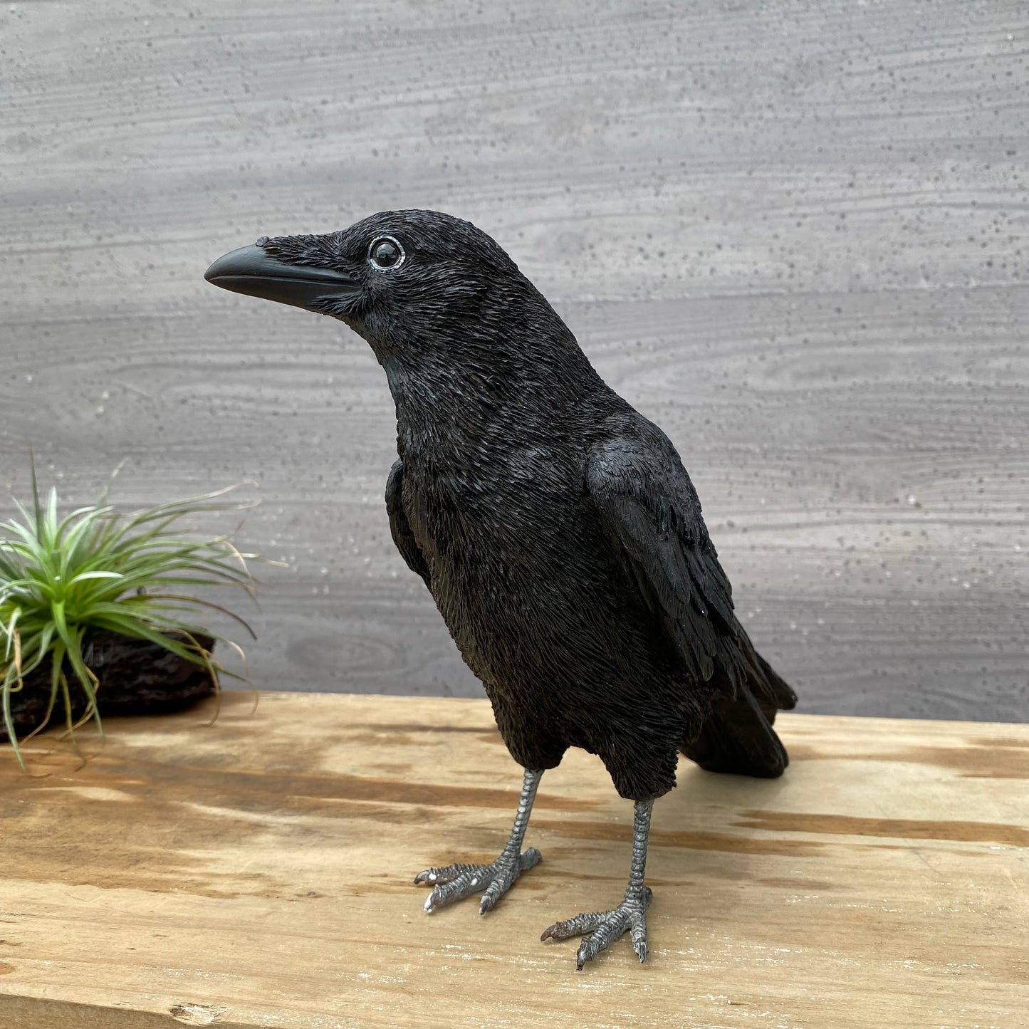 PET BANK シリーズ ハシボソガラス CARRION CROW 貯金箱 現品限り