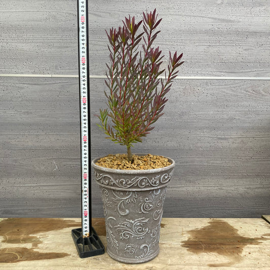 No.12017 リュウカデンドロン ジャックハーレー グレープラ鉢