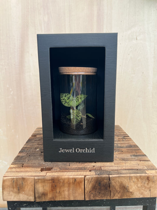 No.15006 ジュエルオーキッド Macodes petola ガラス容器入り 黒ケース