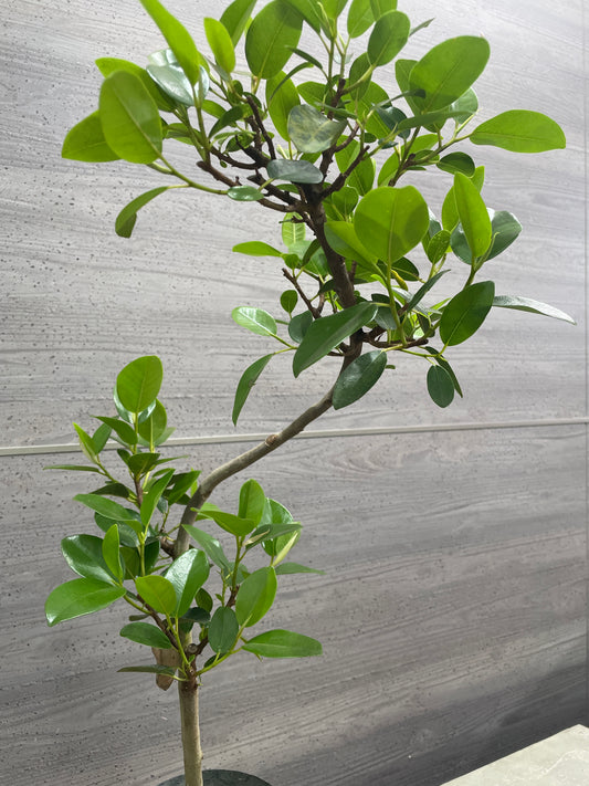 No.10028 フィカス フランスゴム 5号鉢