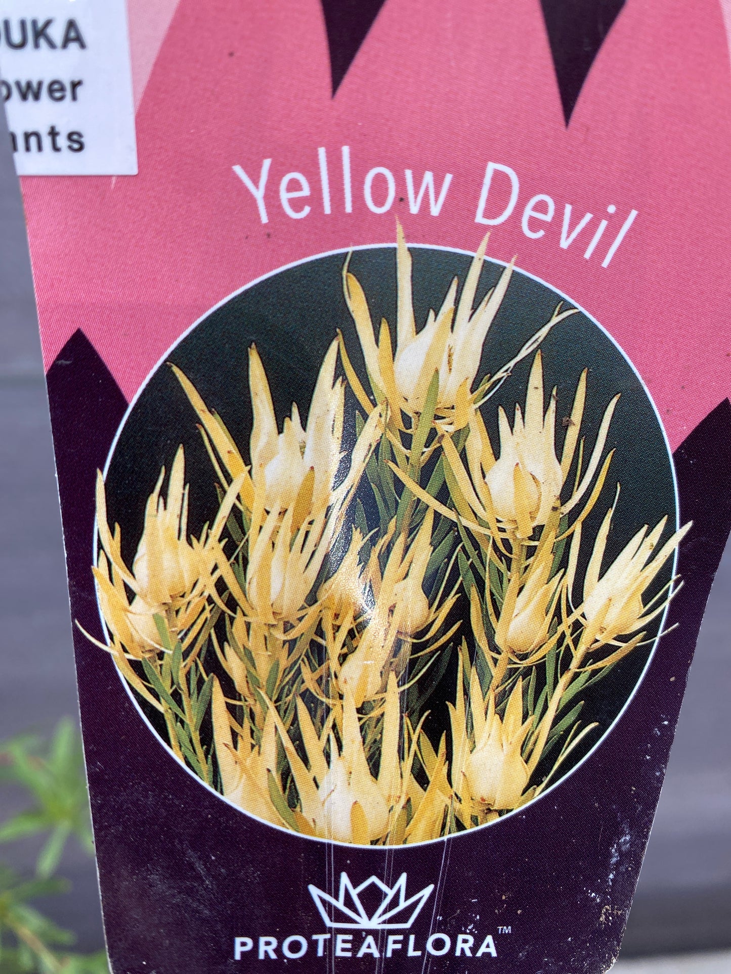 リュウカデンドロン イエローデビル No.2 オリジナルポット