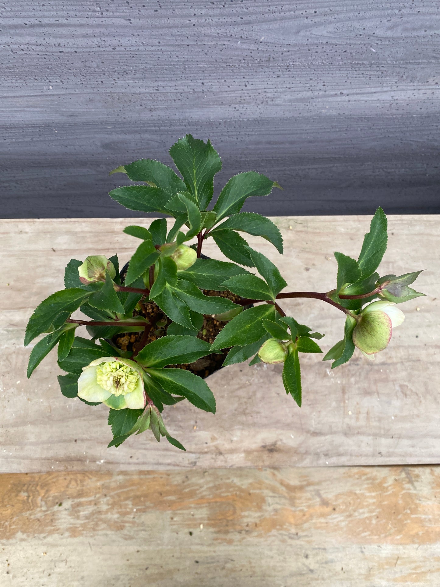 No.05120 横山園芸★クリスマスローズ プリマドレス 5号苗ポット