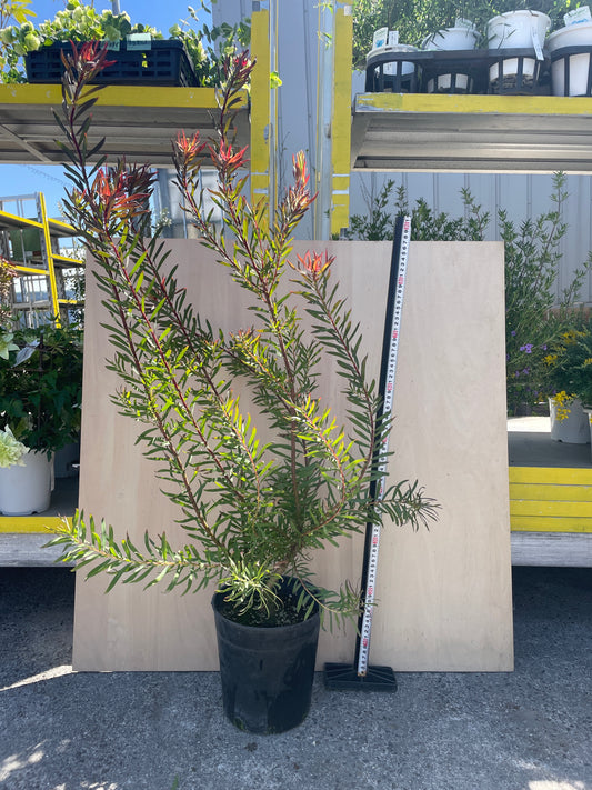 4/14 仕入れ即売会 No.026 リュウカデンドロン ジプシーレッド B 7号鉢