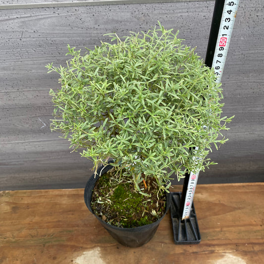 市場仕入れ即売会 No.25076 メラレウカ ライムライト 6号苗ポット