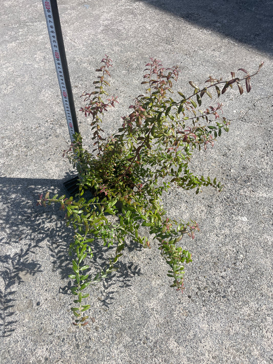 No.06009 岡本緑花 ブルーベリー ローザスプラッシュ 5号苗ポット