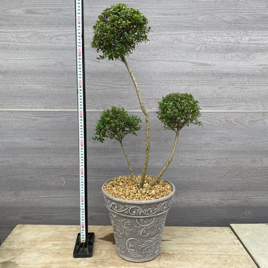 No.19009 キンメツゲ 3本仕立て グレープラ鉢