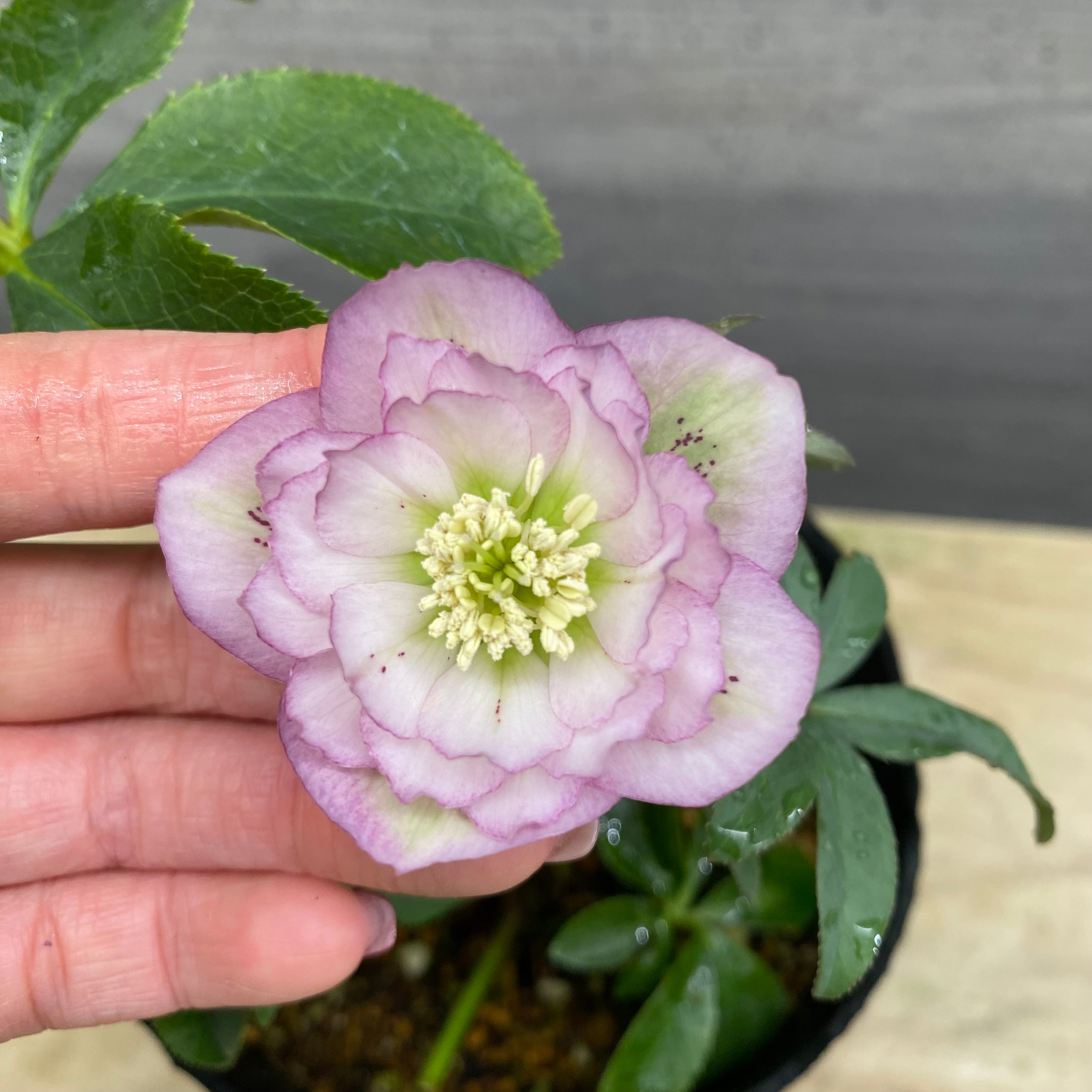 即売会 No.27078 クリスマスローズ ダブル咲き 4.5号苗ポット – 植物家族